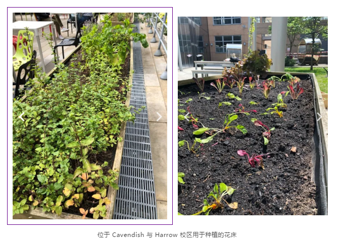 GROW BED AT CAVENDISH AND HARROW CAMPUS.png GROW BED AT CAVENDISH AND HARROW CAMPUS.png