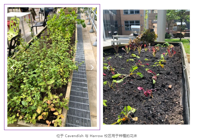 GROW BED AT CAVENDISH AND HARROW CAMPUS.png